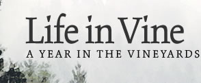 Life in Vine - A Year in the Vineyards
