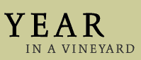 A Year in a Vineyard